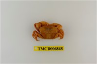 藏品(平背蜞)的圖片